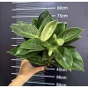 Chậu cây trầu bà Kim cương nhiều nhánh cao 25cm - túi xách tiện lợi, quà tặng độc đáo giá 85.000đ 7