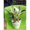 Chậu cây trầu bà Kim cương nhiều nhánh cao 25cm - túi xách tiện lợi, quà tặng độc đáo giá 85.000đ 8