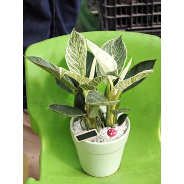 Chậu cây trầu bà Kim cương nhiều nhánh cao 25cm - túi xách tiện lợi, quà tặng độc đáo giá 85.000đ 8 Chậu cây trầu bà Kim cương nhiều nhánh cao 25cm - túi xách tiện lợi, quà tặng độc đáo giá 85.000đ 8