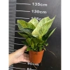 Chậu cây trầu bà Kim cương nhiều nhánh cao 25cm - túi xách tiện lợi, quà tặng độc đáo giá 85.000đ 9
