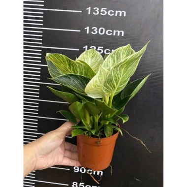Chậu cây trầu bà Kim cương nhiều nhánh cao 25cm - túi xách tiện lợi, quà tặng độc đáo giá 85.000đ 9 Chậu cây trầu bà Kim cương nhiều nhánh cao 25cm - túi xách tiện lợi, quà tặng độc đáo giá 85.000đ 9