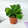 Chậu cây trường sinh 15cm - Bàn hút may mắn, tài lộc - Giá 15.000₫