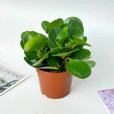 Chậu cây trường sinh 15cm - Bàn hút may mắn, tài lộc - Giá 15.000₫