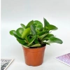 Chậu cây trường sinh 15cm - Bàn hút may mắn, tài lộc - Giá 15.000₫ 2