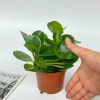 Chậu cây trường sinh 15cm - Bàn hút may mắn, tài lộc - Giá 15.000₫ 3