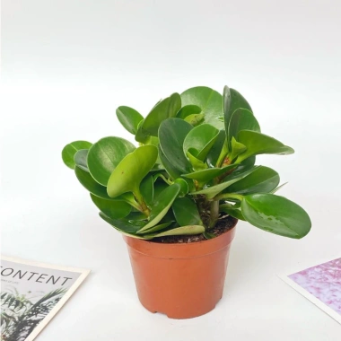 Chậu cây trường sinh 15cm - Bàn hút may mắn, tài lộc - Giá 15.000₫ 4 Chậu cây trường sinh 15cm - Bàn hút may mắn, tài lộc - Giá 15.000₫ 4