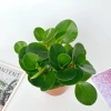 Chậu cây trường sinh 15cm - Bàn hút may mắn, tài lộc - Giá 15.000₫ 5