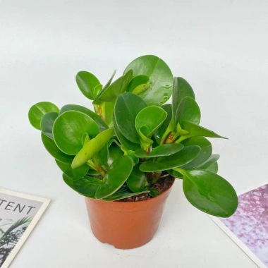 Chậu cây trường sinh 15cm - Bàn hút may mắn, tài lộc - Giá 15.000₫