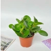 Chậu cây trường sinh 15cm - Bàn hút may mắn, tài lộc - Giá 15.000₫ 7