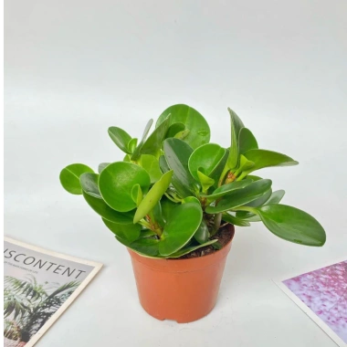 Chậu cây trường sinh 15cm - Bàn hút may mắn, tài lộc - Giá 15.000₫ 7 Chậu cây trường sinh 15cm - Bàn hút may mắn, tài lộc - Giá 15.000₫ 7