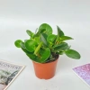 Chậu cây trường sinh 15cm - Bàn hút may mắn, tài lộc - Giá 15.000₫ 8