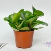 Chậu cây trường sinh 15cm - Bàn hút may mắn, tài lộc - Giá 15.000₫ 9