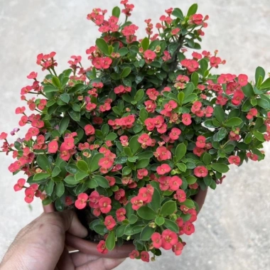 Chậu Cây Xương Rồng Bát Tiên Trang Trí Nhà Cửa & Sân Vườn - Giá 90.000 VNĐ