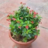 Chậu Cây Xương Rồng Bát Tiên Trang Trí Nhà Cửa & Sân Vườn - Giá 90.000 VNĐ 4