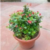 Chậu Cây Xương Rồng Bát Tiên Trang Trí Nhà Cửa & Sân Vườn - Giá 90.000 VNĐ 5