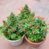 Chậu Cây Xương Rồng Bát Tiên Trang Trí Nhà Cửa & Sân Vườn - Giá 90.000 VNĐ 6