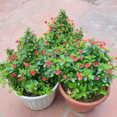 Chậu Cây Xương Rồng Bát Tiên Trang Trí Nhà Cửa & Sân Vườn - Giá 90.000 VNĐ