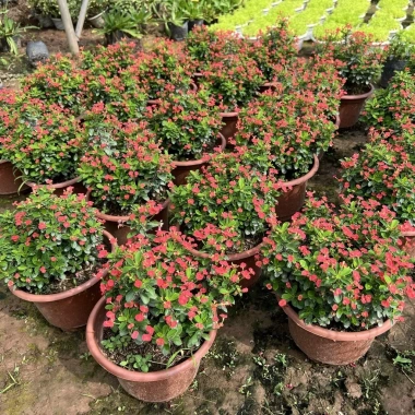 Chậu Cây Xương Rồng Bát Tiên Trang Trí Nhà Cửa & Sân Vườn - Giá 90.000 VNĐ 7 Chậu Cây Xương Rồng Bát Tiên Trang Trí Nhà Cửa & Sân Vườn - Giá 90.000 VNĐ 7