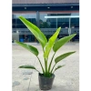 Chậu chuối rẻ quạt cỡ to cao 40-50cm Trang trí tiểu cảnh sân vườn & ban công giá 130k