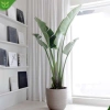 Chậu chuối rẻ quạt cỡ to cao 40-50cm Trang trí tiểu cảnh sân vườn & ban công giá 130k 2