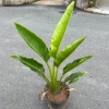 Chậu chuối rẻ quạt cỡ to cao 40-50cm Trang trí tiểu cảnh sân vườn & ban công giá 130k 3