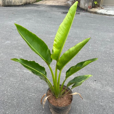 Chậu chuối rẻ quạt cỡ to cao 40-50cm Trang trí tiểu cảnh sân vườn & ban công giá 130k 3