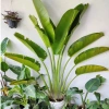 Chậu chuối rẻ quạt cỡ to cao 40-50cm Trang trí tiểu cảnh sân vườn & ban công giá 130k 4