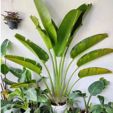 Chậu chuối rẻ quạt cỡ to cao 40-50cm Trang trí tiểu cảnh sân vườn & ban công giá 130k 4