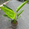 Chậu chuối rẻ quạt cỡ to cao 40-50cm Trang trí tiểu cảnh sân vườn & ban công giá 130k 5