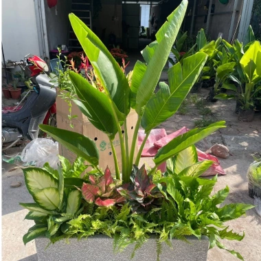 Chậu chuối rẻ quạt cỡ to cao 40-50cm Trang trí tiểu cảnh sân vườn & ban công giá 130k 6