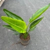 Chậu chuối rẻ quạt cỡ to cao 40-50cm Trang trí tiểu cảnh sân vườn & ban công giá 130k 7