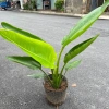 Chậu chuối rẻ quạt cỡ to cao 40-50cm Trang trí tiểu cảnh sân vườn & ban công giá 130k 8