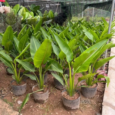 Chậu chuối rẻ quạt cỡ to cao 40-50cm Trang trí tiểu cảnh sân vườn & ban công giá 130k 9