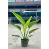 Chậu chuối rẻ quạt cỡ to cao 40-50cm Trang trí tiểu cảnh sân vườn & ban công giá 130k 10