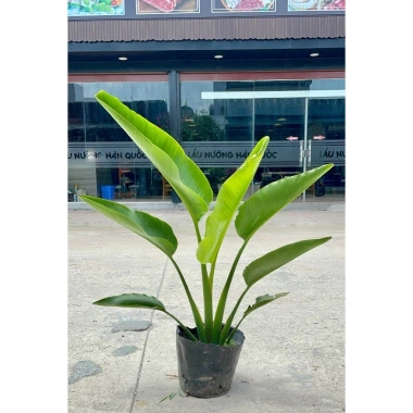 Chậu chuối rẻ quạt cỡ to cao 40-50cm Trang trí tiểu cảnh sân vườn & ban công giá 130k 10