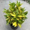 Chậu cô tông vàng chanh 30cm – Trang trí sân vườn, công viên, giá ưu đãi 15.000₫ 2