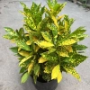 Chậu cô tông vàng chanh 30cm – Trang trí sân vườn, công viên, giá ưu đãi 15.000₫ 3