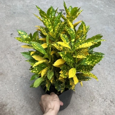 Chậu cô tông vàng chanh 30cm – Trang trí sân vườn, công viên, giá ưu đãi 15.000₫