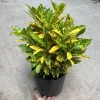 Chậu cô tông vàng chanh 30cm – Trang trí sân vườn, công viên, giá ưu đãi 15.000₫ 5