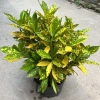 Chậu cô tông vàng chanh 30cm – Trang trí sân vườn, công viên, giá ưu đãi 15.000₫ 7