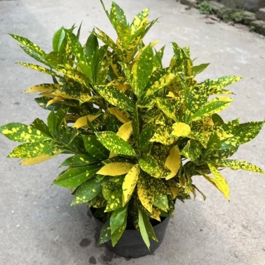 Chậu cô tông vàng chanh 30cm – Trang trí sân vườn, công viên, giá ưu đãi 15.000₫