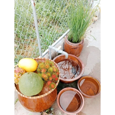 Chậu đa năng gốm 7: rửa rau, trồng sen, ngâm chân, nuôi cá, rửa tay - 139.000₫ 5