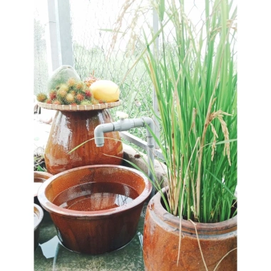 Chậu đa năng gốm 7: rửa rau, trồng sen, ngâm chân, nuôi cá, rửa tay - 139.000₫ 9