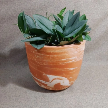 Chậu đất nung bầu kem sữa size lớn Bông Garden – Trồng cây cảnh, giá chỉ 110.000₫ 5