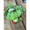 Chậu đuôi công táo xanh 25cm - Cây nội thất trang trí bàn, kệ sách, chỉ 20.000₫