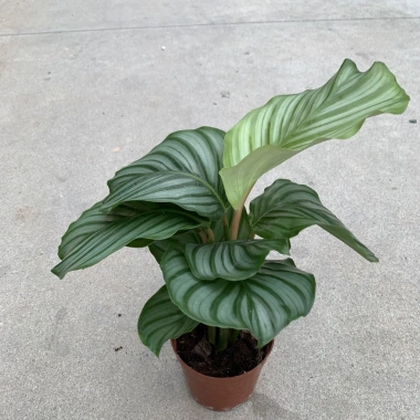 Chậu đuôi công táo xanh 25cm - Cây nội thất trang trí bàn, kệ sách, chỉ 20.000₫ 3