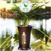 Chậu giả gốm TRUNG HOA – chậu nhựa cao trồng lan, kiểng lá, đen kèm đĩa, 38.000₫ 8