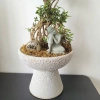 Chậu gốm Bát Tràng men Atlantic - Chậu men sôi xinh cho cây cắm hoa Living 120k