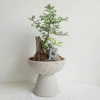 Chậu gốm Bát Tràng men Atlantic - Chậu men sôi xinh cho cây cắm hoa Living 120k 3