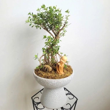 Chậu gốm Bát Tràng men Atlantic - Chậu men sôi xinh cho cây cắm hoa Living 120k
